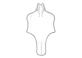   Anthidium banningenses  male, diagram showing ventral view of eighth sternum (S8), diagram from Gonzalez and Griswold 2013 
